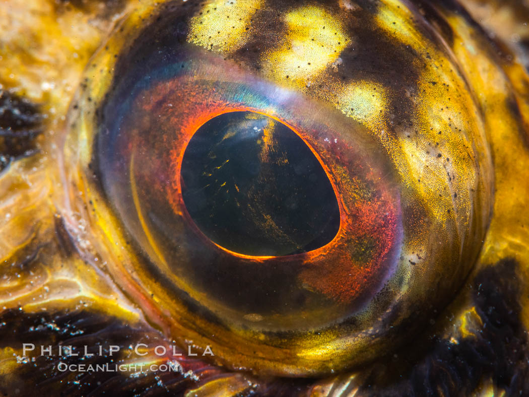 California scorpionfish eyeball, Scorpaena guttata. San Diego, USA, Scorpaena guttata, natural history stock photograph, photo id 37288