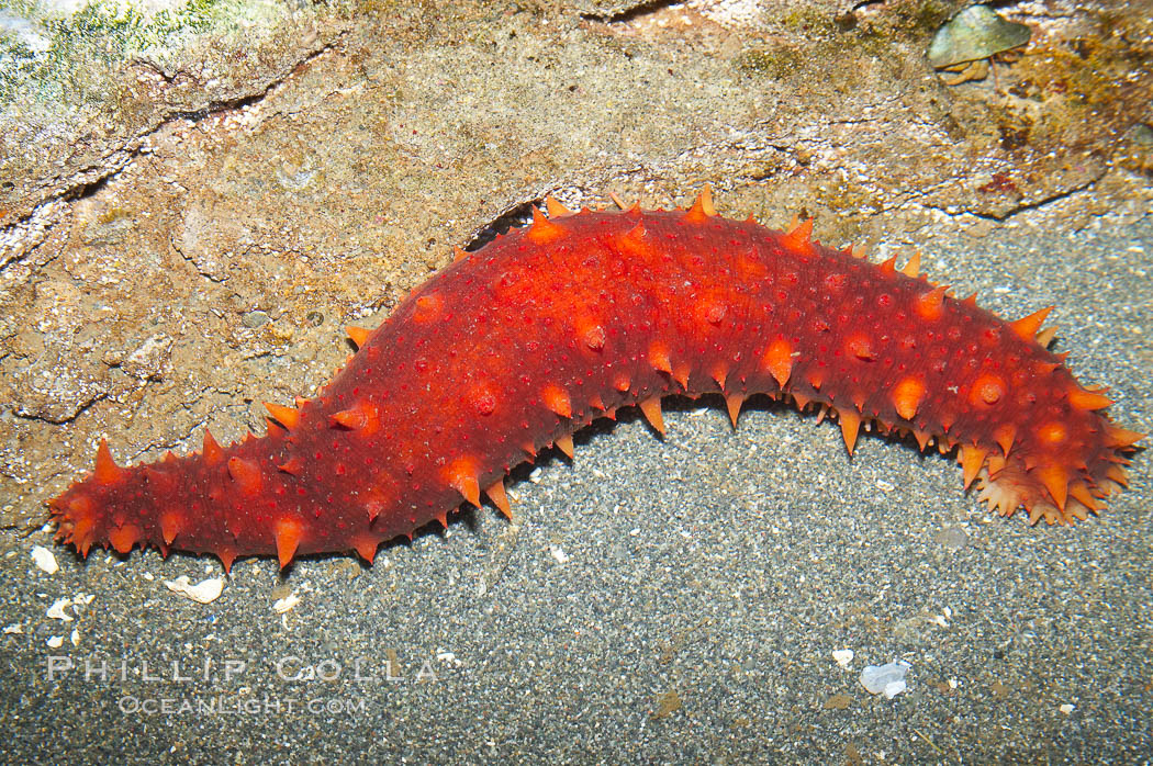 California sea cucumber.  Sea cucumbers are related to sea stars and sea urchins. The sharp looking spines are soft to the touch and disappear into the skin when disturbed. If this visual defense doesnt work, the sea cucumber will expel its respiratory system. When this occurs in the wild it can regrow the lost organs., Parastichopus californicus, natural history stock photograph, photo id 13732