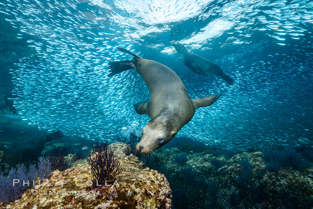 California sea lion and school of sardines underwater, Sea of Cortez, Baja California. Mexico, Zalophus californianus, natural history stock photograph, photo id 31220