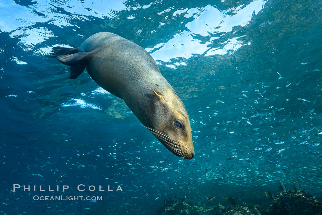 California sea lion and school of sardines underwater, Sea of Cortez, Baja California. Mexico, Zalophus californianus, natural history stock photograph, photo id 31245