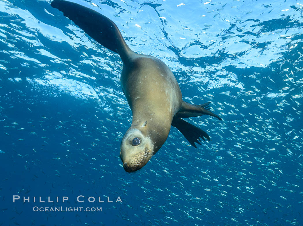 California sea lion and school of sardines underwater, Sea of Cortez, Baja California. Mexico, Zalophus californianus, natural history stock photograph, photo id 31305