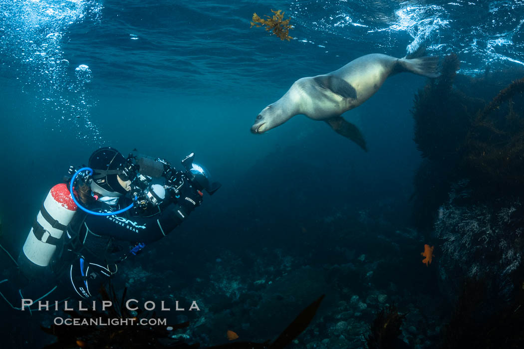 Marine Photographer Celia Kujala and California Sea Lion Underwater, Coronado Islands, Baja California, Mexico. Coronado Islands (Islas Coronado), Zalophus californianus, natural history stock photograph, photo id 36481