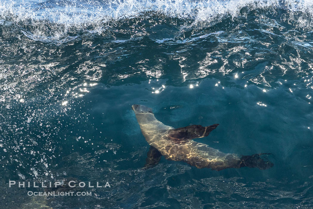 California sea lion body surfing on large waves, shorebreak, La Jolla., Zalophus californianus, natural history stock photograph, photo id 37538
