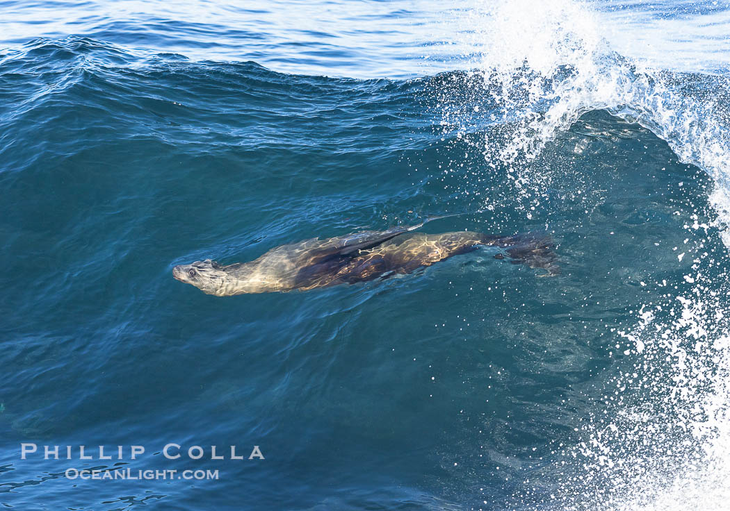 California sea lion body surfing on large waves, shorebreak, La Jolla., Zalophus californianus, natural history stock photograph, photo id 37540