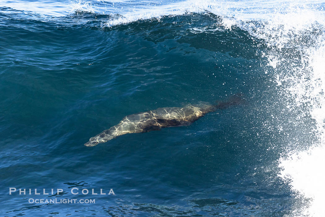 California sea lion body surfing on large waves, shorebreak, La Jolla., Zalophus californianus, natural history stock photograph, photo id 37539