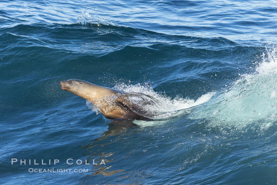 California sea lion body surfing on large waves, shorebreak, La Jolla. USA, Zalophus californianus, natural history stock photograph, photo id 37529
