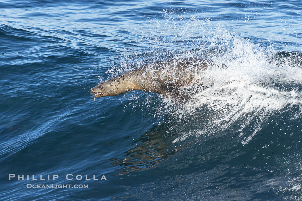 California sea lion body surfing on large waves, shorebreak, La Jolla., Zalophus californianus, natural history stock photograph, photo id 37541