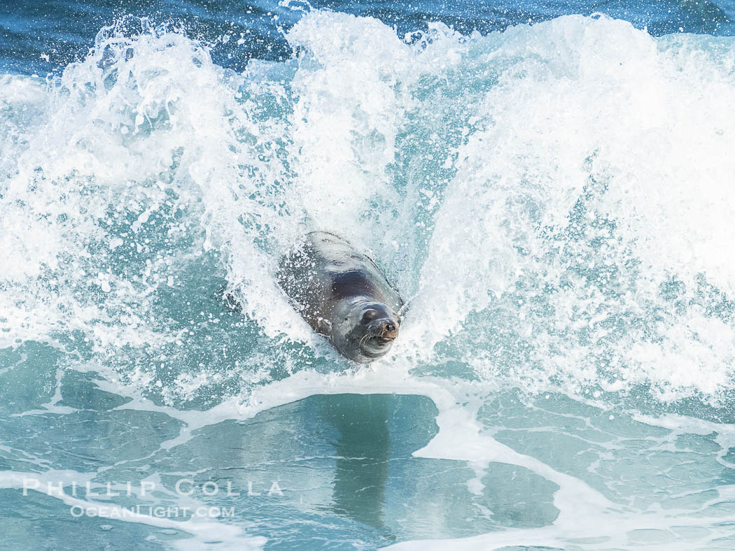 A California Sea Lion Bodysurfing on a Big Wave at Boomer Beach in La Jolla. USA, Zalophus californianus, natural history stock photograph, photo id 40058