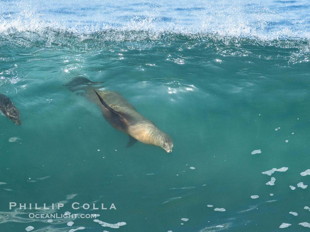 A California Sea Lion Bodysurfing on a Big Wave at Boomer Beach in La Jolla., Zalophus californianus, natural history stock photograph, photo id 40824