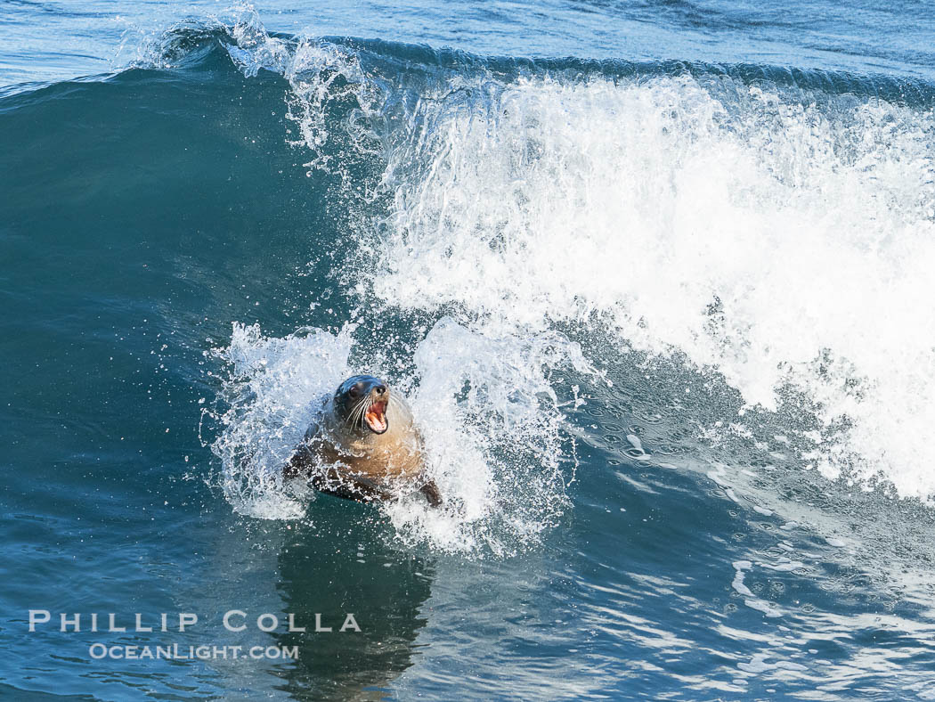 A California Sea Lion Bodysurfing on a Big Wave at Boomer Beach in La Jolla. USA, natural history stock photograph, photo id 40063
