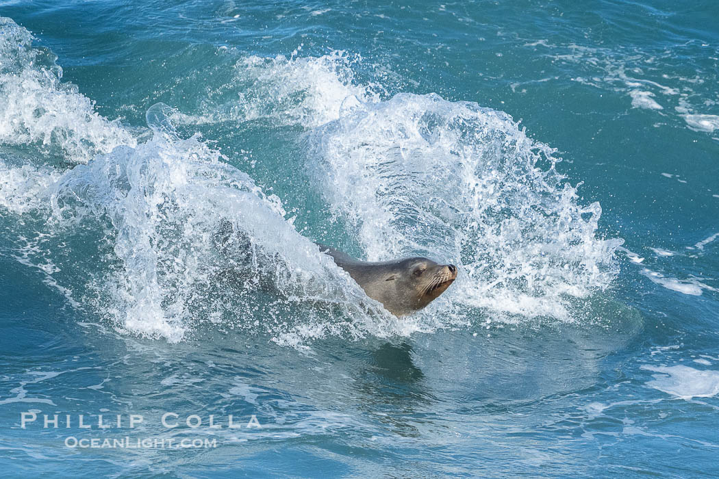 California sea lion surfing in a wave at La Jolla Cove, San Diego. USA, Zalophus californianus, natural history stock photograph, photo id 40170