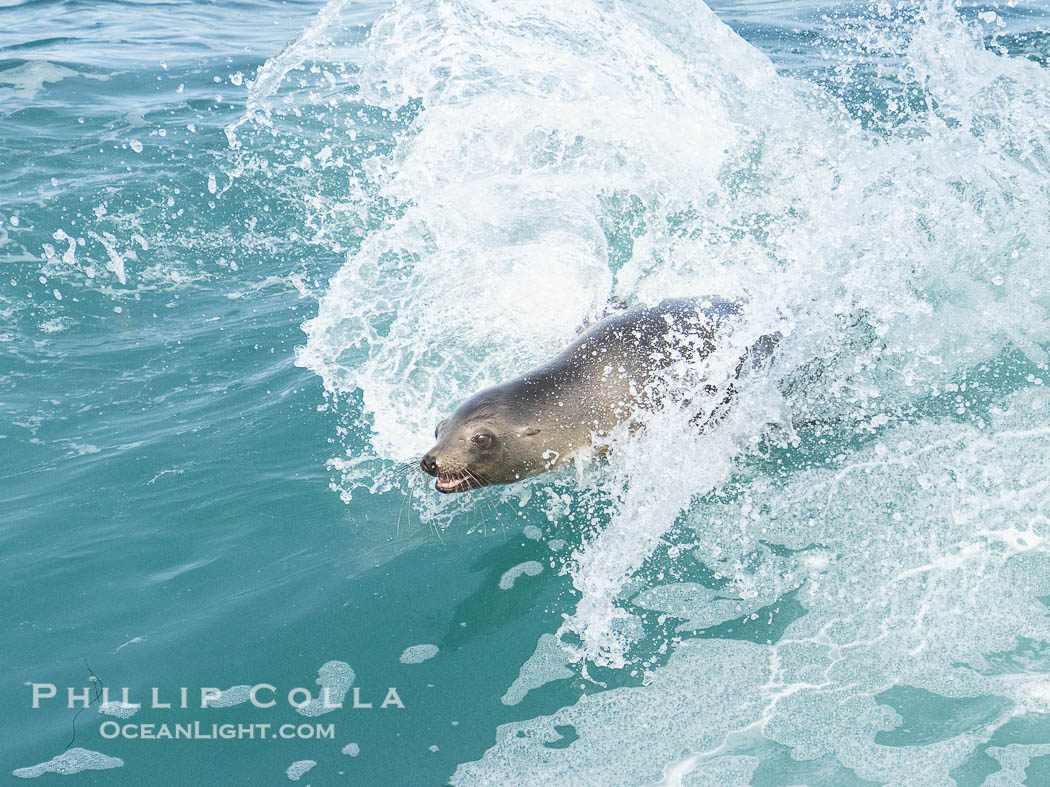 California sea lion surfing in a wave at La Jolla Cove, San Diego. USA, Zalophus californianus, natural history stock photograph, photo id 40172