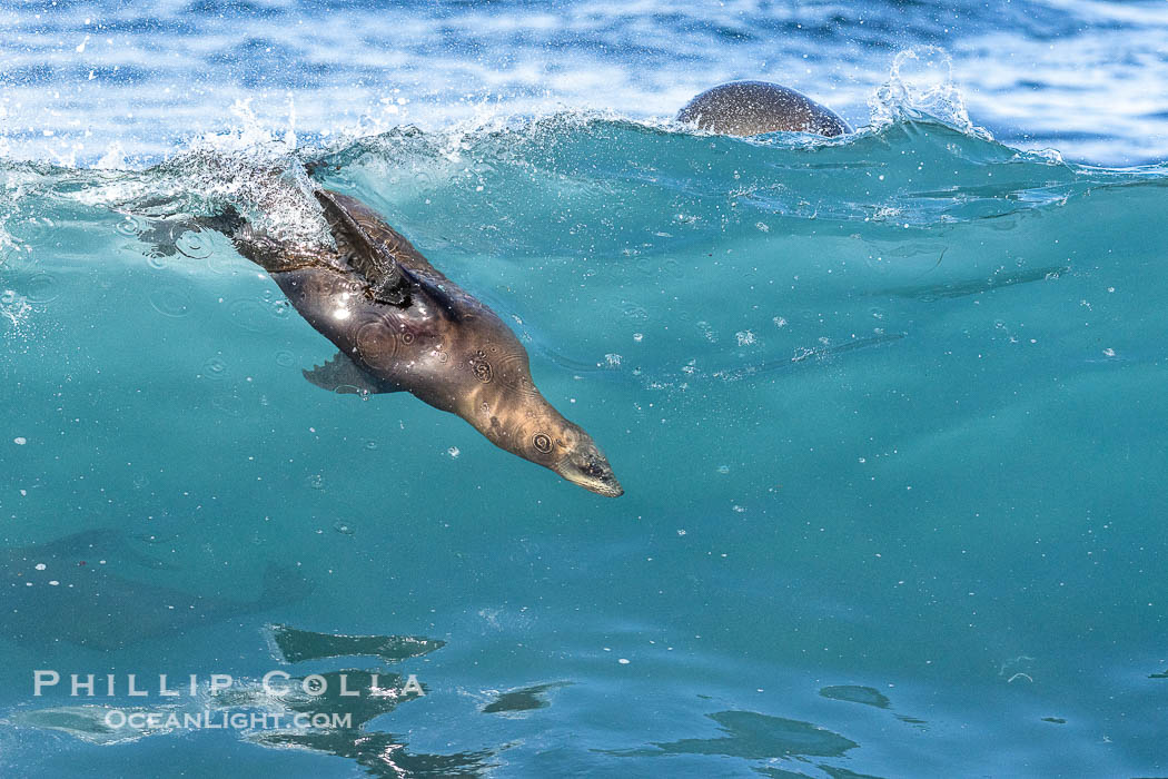 California sea lion bodysurfing in La Jolla, surfing huge waves close to shore at Boomer Beach. USA, Zalophus californianus, natural history stock photograph, photo id 38971