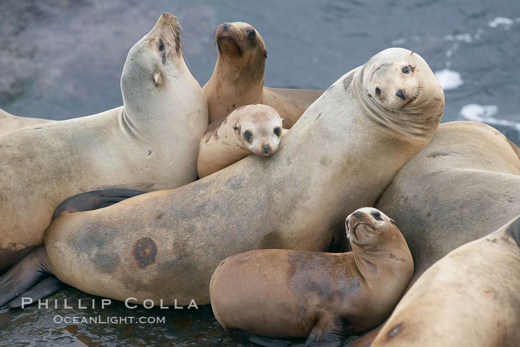 California sea lions hauled out on rocks beside the ocean, Zalophus californianus, La Jolla