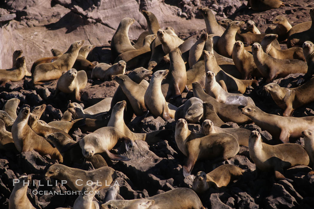 California sea lions, hauled out at rookery/colony, Baja California., Zalophus californianus, natural history stock photograph, photo id 05043