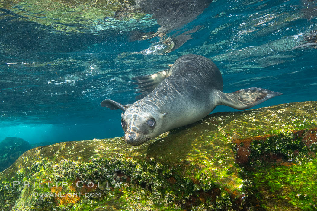 California sea lion, Coronados Islands, Baja California, Mexico, Zalophus californianus, Coronado Islands (Islas Coronado)