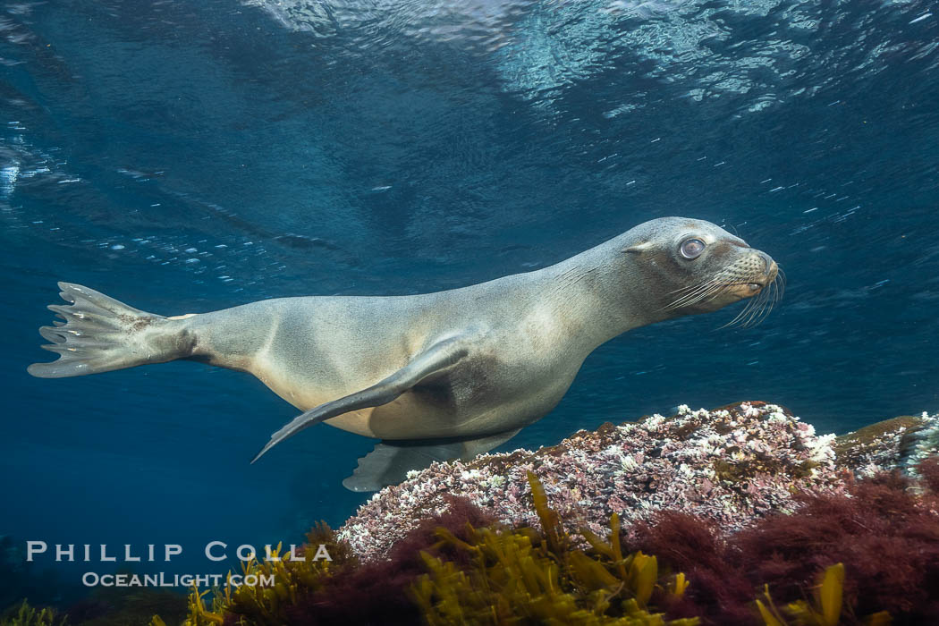 California sea lion, Coronados Islands, Baja California, Mexico., Zalophus californianus, natural history stock photograph, photo id 34583