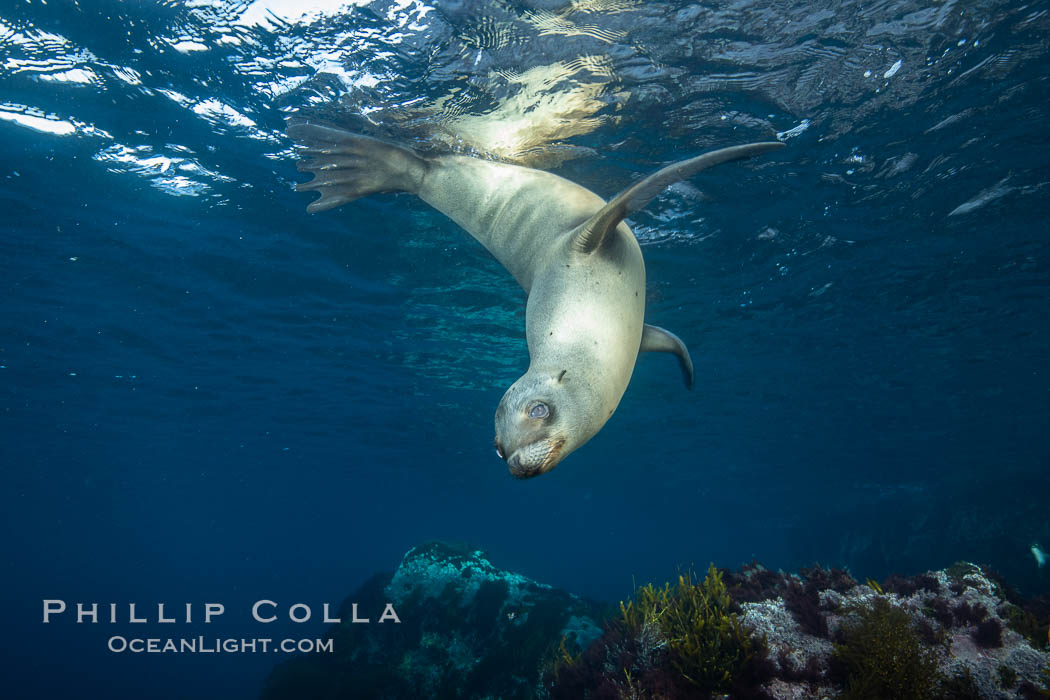 California sea lion, Coronados Islands, Baja California, Mexico. Coronado Islands (Islas Coronado), Zalophus californianus, natural history stock photograph, photo id 34587
