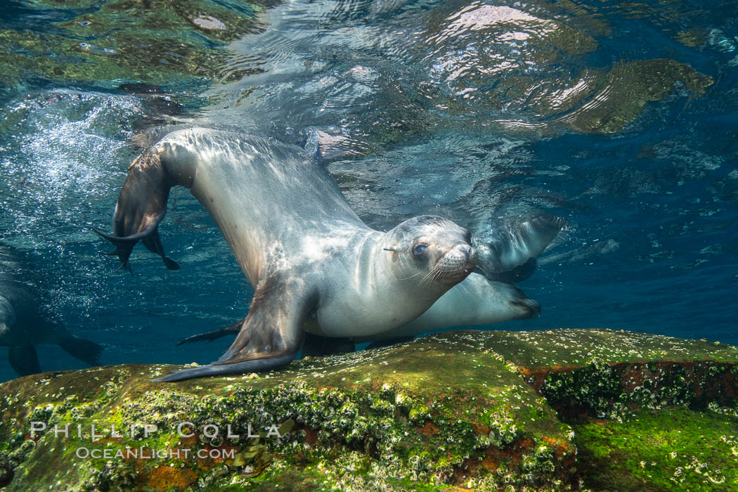 California sea lion, Coronados Islands, Baja California, Mexico. Coronado Islands (Islas Coronado), Zalophus californianus, natural history stock photograph, photo id 34591
