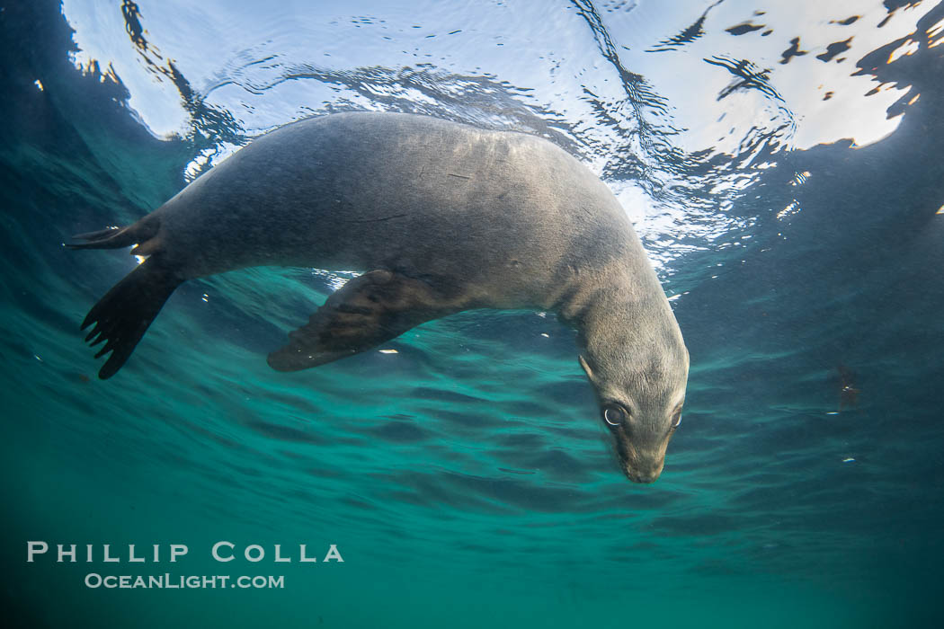 California sea lion hanging upside-down underwater, watching the photographer, Baja California, Mexico. Coronado Islands (Islas Coronado), Zalophus californianus, natural history stock photograph, photo id 38574
