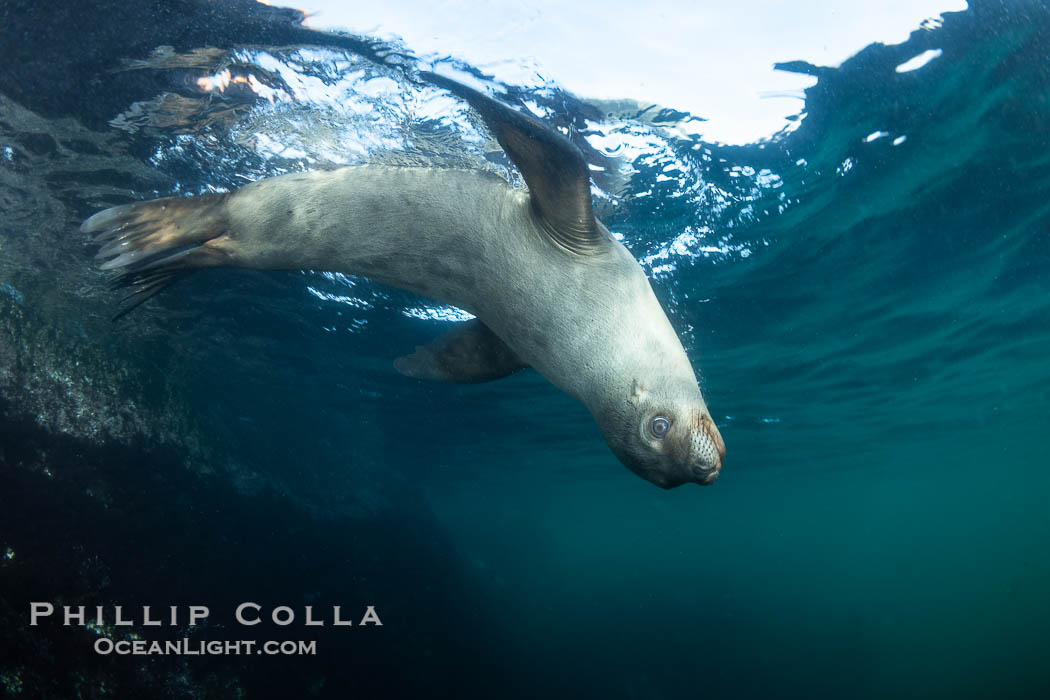 California sea lion hanging upside-down underwater, watching the photographer, Baja California, Mexico. Coronado Islands (Islas Coronado), Zalophus californianus, natural history stock photograph, photo id 38569