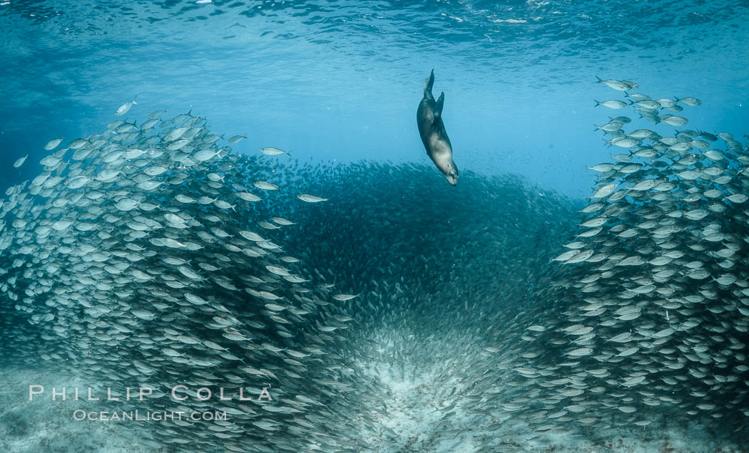 California Sea Lion Hunts in a School of Scad Fish, Sea of Cortez