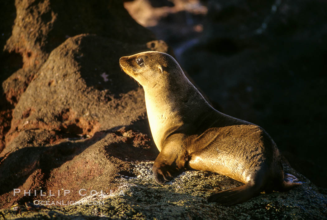 California sea lion, pup, Sea of Cortez., Zalophus californianus, natural history stock photograph, photo id 00302