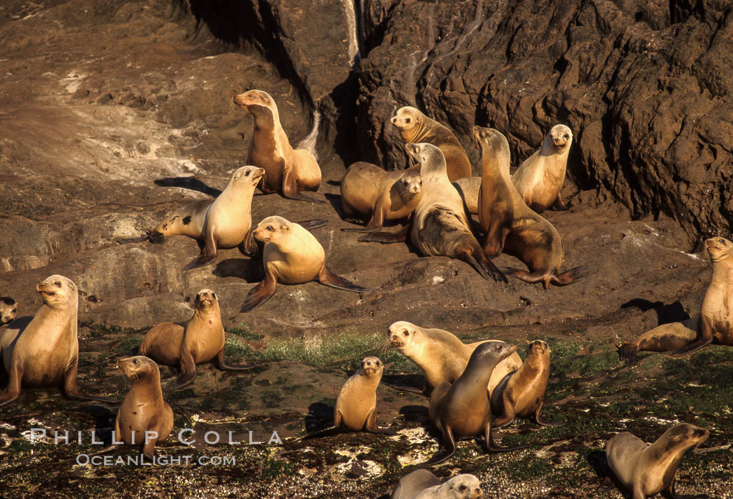 California sea lions, Coronado Islands. Coronado Islands (Islas Coronado), Baja California, Mexico, Zalophus californianus, natural history stock photograph, photo id 02922