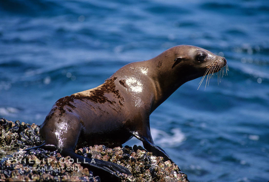 California sea lion, Coronado Islands., Zalophus californianus, natural history stock photograph, photo id 02926