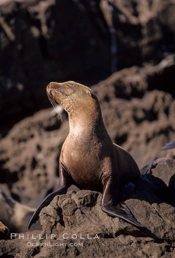 California sea lion, Coronado Islands. Coronado Islands (Islas Coronado), Baja California, Mexico, Zalophus californianus, natural history stock photograph, photo id 02930