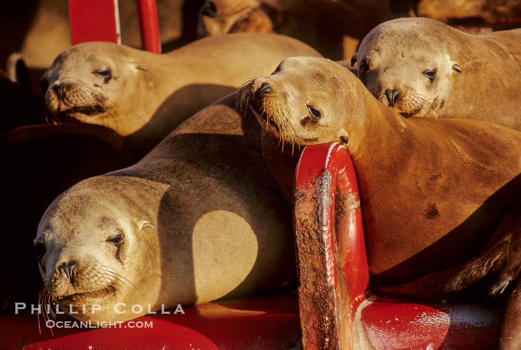 California sea lions, hauled out bouy., Zalophus californianus, natural history stock photograph, photo id 05038