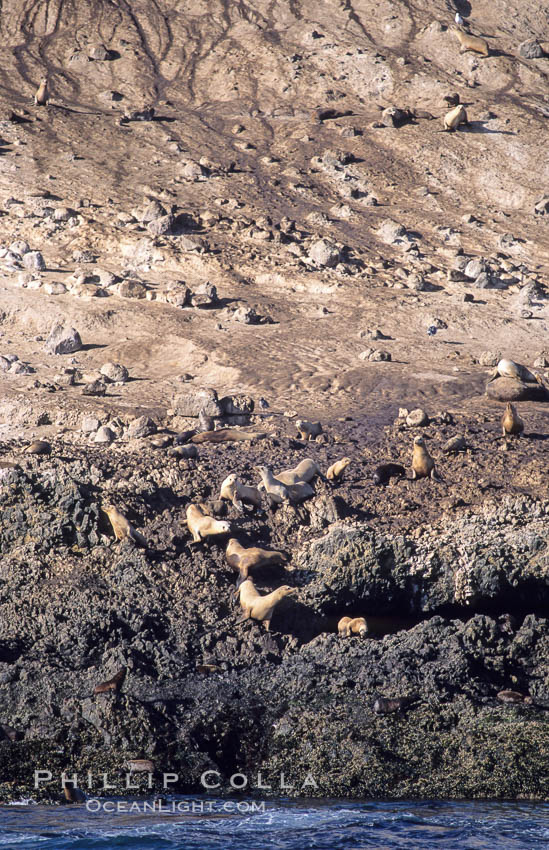 Webster Point sea lion rookery, Santa Barbara Island, Channel Islands National Marine Sanctuary. California, USA, Zalophus californianus, natural history stock photograph, photo id 06282