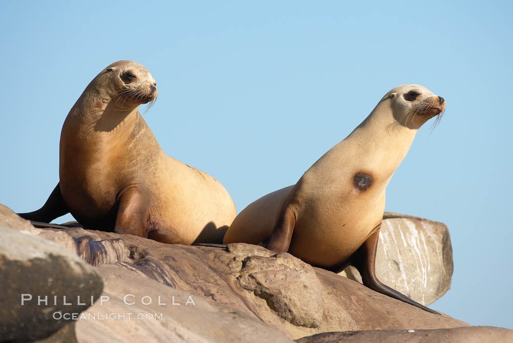 California sea lion, adult female, Zalophus californianus, La Jolla