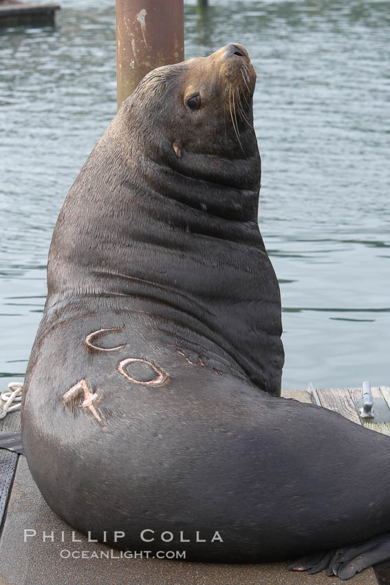 A bull sea lion shows a brand burned into its hide by the Oregon Department of Fish and Wildlife, to monitor it from season to season as it travels between California, Oregon and Washington.  Some California sea lions, such as this one C-704, prey upon migrating salmon that gather in the downstream waters and fish ladders of Bonneville Dam on the Columbia River.  The "C" in its brand denotes Columbia River. These  sea lions also form bachelor colonies that haul out on public docks in Astoria's East Mooring Basin and elsewhere, where they can damage or even sink docks. USA, Zalophus californianus, natural history stock photograph, photo id 19430