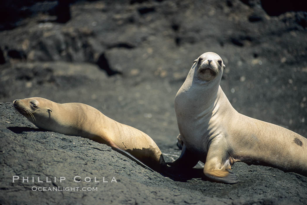 California sea lions, Isla Afuera. Guadalupe Island (Isla Guadalupe), Baja California, Mexico, Zalophus californianus, natural history stock photograph, photo id 02049