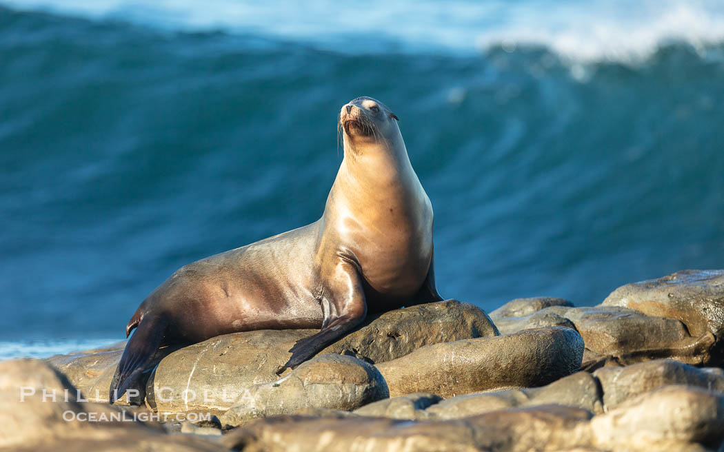 California sea lion perched on reef at La Jolla Cove in San Diego with large wave breaking in the background. USA, Zalophus californianus, natural history stock photograph, photo id 40202