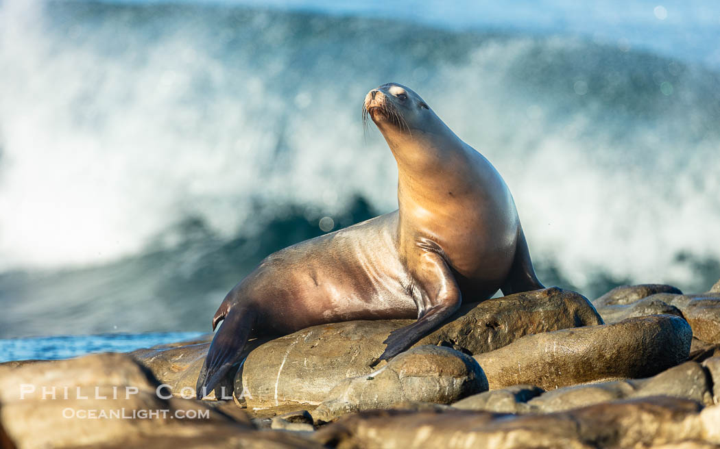 California sea lion perched on reef at La Jolla Cove in San Diego with large wave breaking in the background, Zalophus californianus