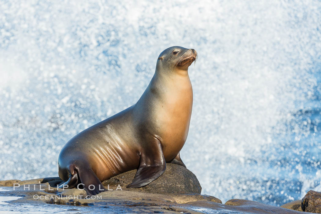 California sea lion, La Jolla, Zalophus californianus