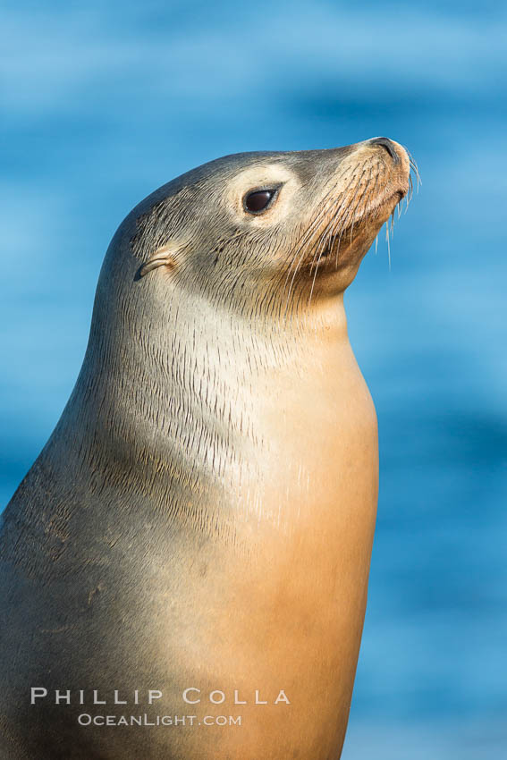 California sea lion, La Jolla. USA, Zalophus californianus, natural history stock photograph, photo id 34304