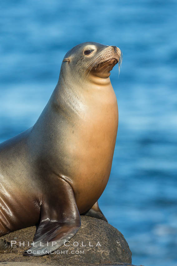 California sea lion, La Jolla. USA, Zalophus californianus, natural history stock photograph, photo id 34305