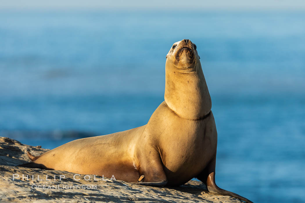 California sea lion wounded from entanglement in fishing line, La Jolla. USA, Zalophus californianus, natural history stock photograph, photo id 35157