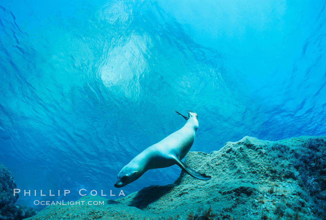 California sea lion. Guadalupe Island (Isla Guadalupe), Baja California, Mexico, Zalophus californianus, natural history stock photograph, photo id 00260