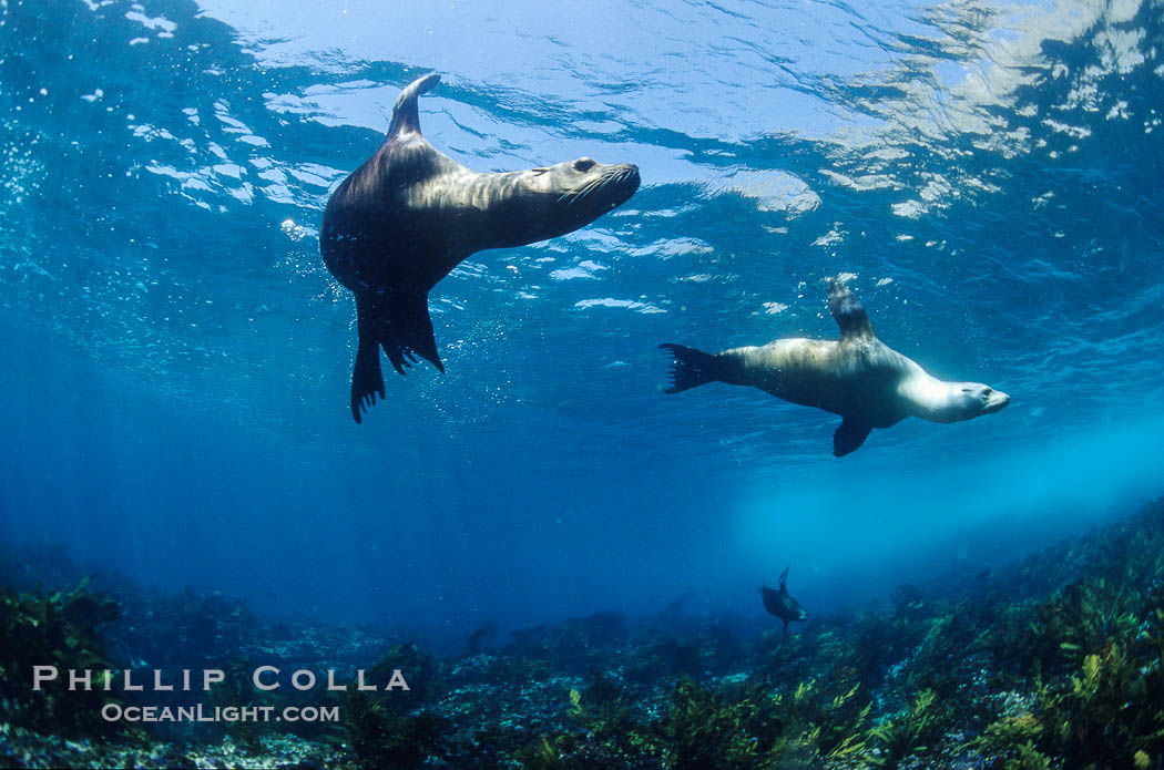 California sea lions, Coronado Islands., Zalophus californianus, natural history stock photograph, photo id 02952