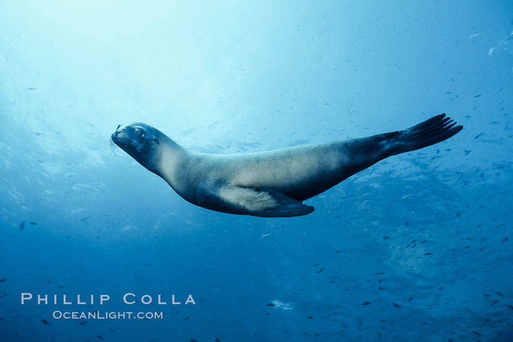 California sea lion. Guadalupe Island (Isla Guadalupe), Baja California, Mexico, Zalophus californianus, natural history stock photograph, photo id 02980