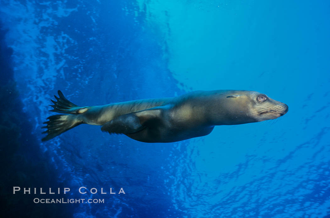 California sea lion, Isla Afuera, Guadalupe Island, Mexico. Guadalupe Island (Isla Guadalupe), Baja California, Zalophus californianus, natural history stock photograph, photo id 00623