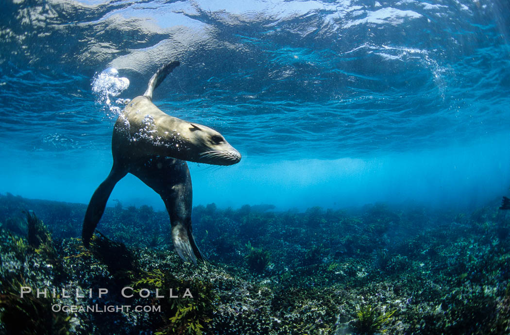 California sea lion. Coronado Islands (Islas Coronado), Baja California, Mexico, Zalophus californianus, natural history stock photograph, photo id 02943