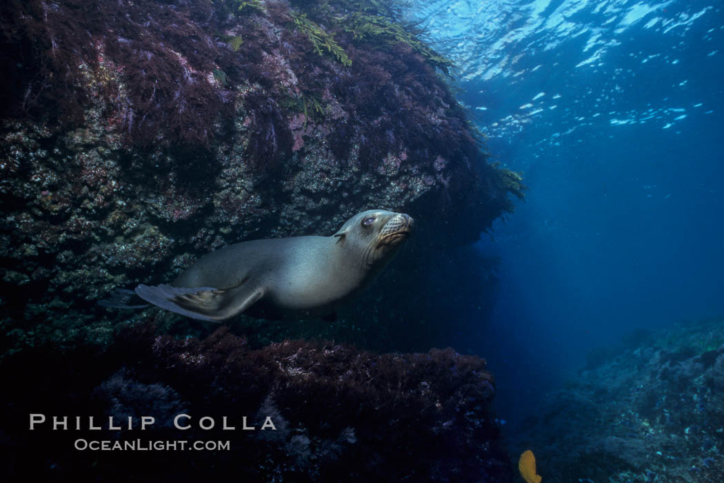 California sea lion, Los Coronado Islands. Coronado Islands (Islas Coronado), Baja California, Mexico, Zalophus californianus, natural history stock photograph, photo id 03097