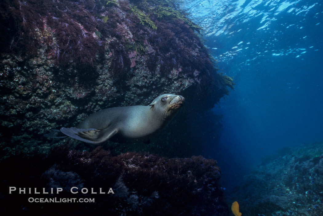 California sea lion, Los Coronado Islands., Zalophus californianus, natural history stock photograph, photo id 03097