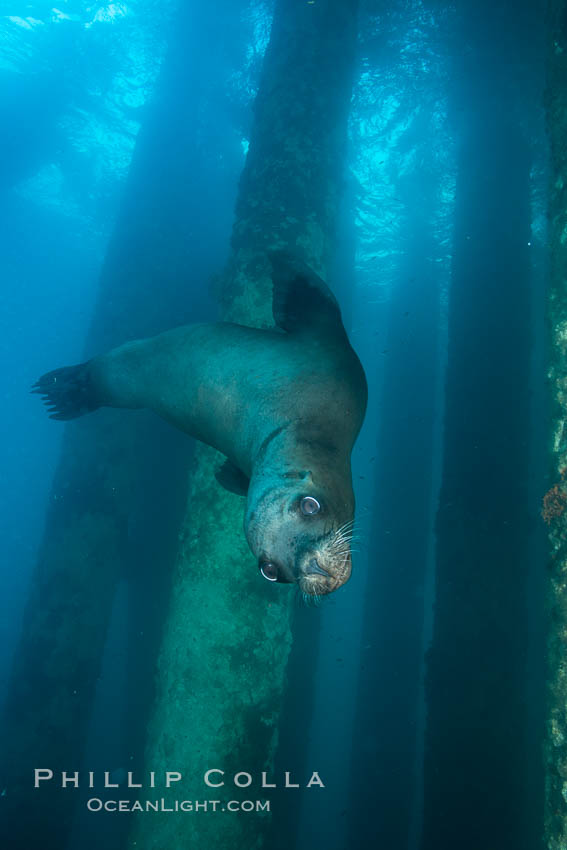 California sea lion at oil rig Eureka, underwater, among the pilings supporting the oil rig, Zalophus californianus, Long Beach