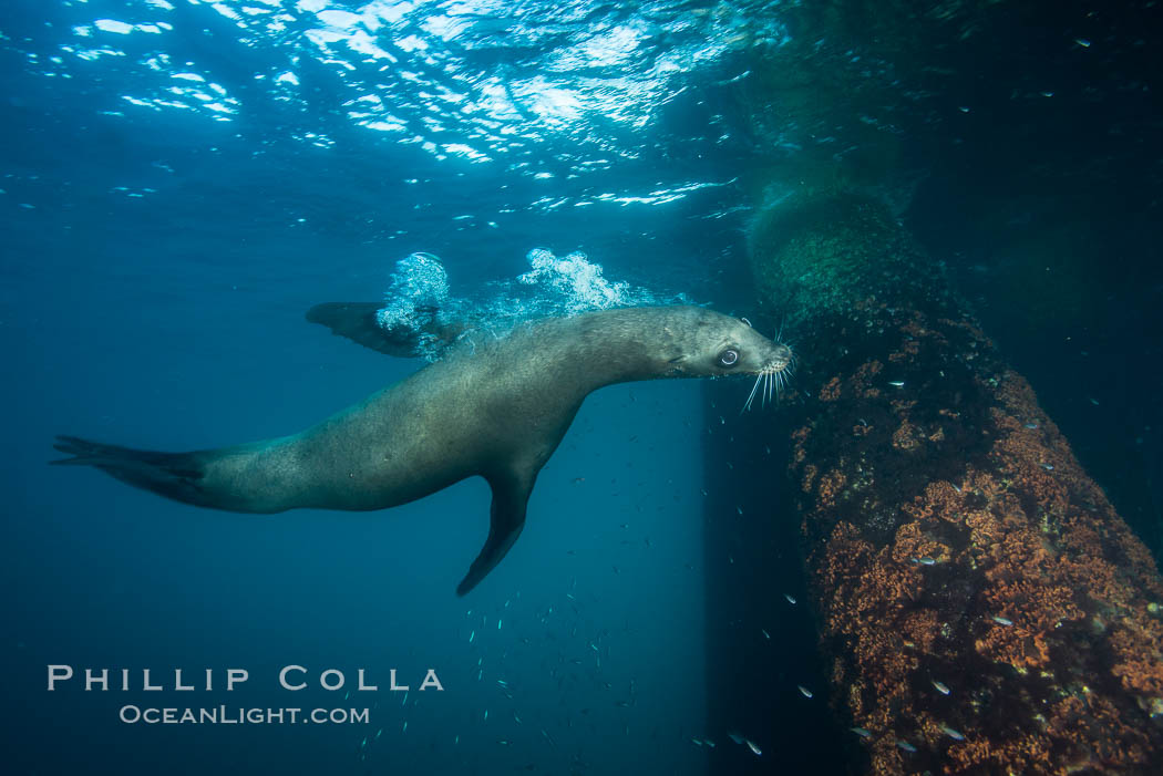 California sea lion at oil rig Eureka, underwater, among the pilings supporting the oil rig, Zalophus californianus, Long Beach